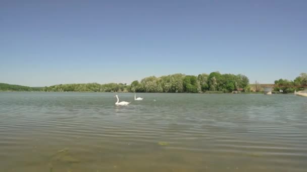 Pareja Cisnes Mudos Nadan Pacíficamente Lago Moharac Serbia Día Soleado — Vídeos de Stock
