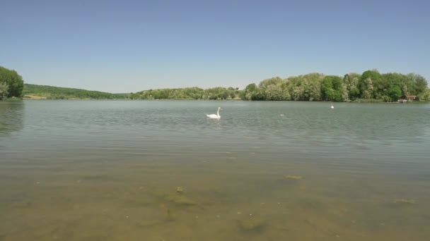 Пара Німих Лебедів Мирно Плаває Озері Мохарак Сербії Сонячний День — стокове відео