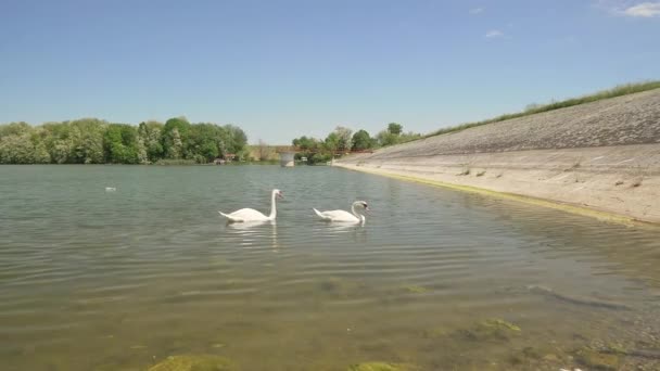 Пара Німих Лебедів Мирно Плаває Озері Мохарак Сербії Сонячний День — стокове відео