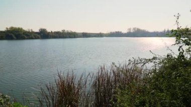 Güzel yaz manzarası bir gölün kıyısındaki vahşi bitkileri gösteriyor.