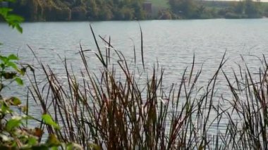 Uzun otlar göl kıyısında büyürler, rüzgarda hafifçe sallanırlar.