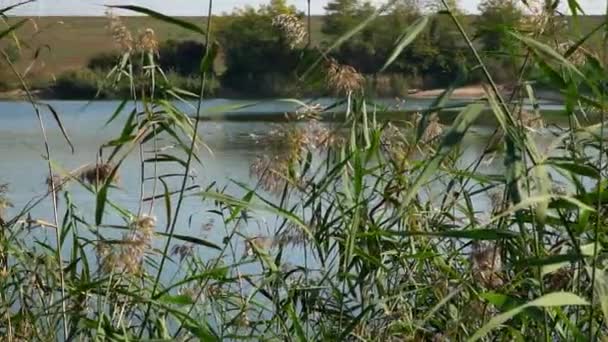 Reeds Vzkvétají Podél Břehu Jezera Dvěma Domy Uhnízděnými Protějším Břehu — Stock video