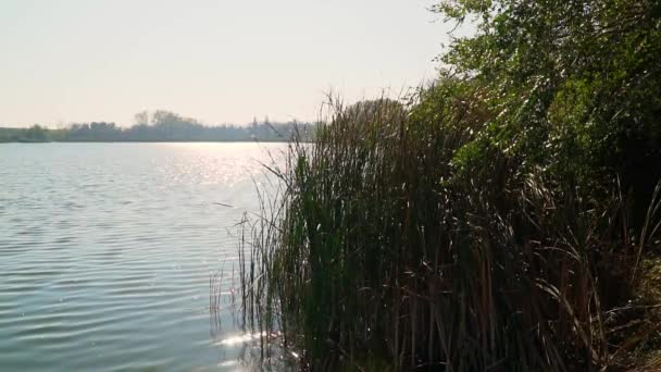 Pôr Sol Tranquilo Lago Sereno Canas Verdes Adornam Costa — Vídeo de Stock