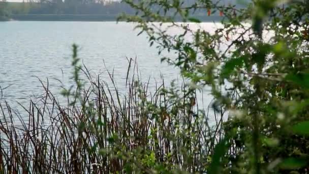 穏やかな湖のスローモーションビデオ 海岸線の緑の緑を通して見る — ストック動画