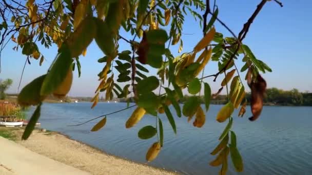 Lago Azul Borkovac Serbia Con Hojas Árboles Verdes Dorados Cañas — Vídeos de Stock
