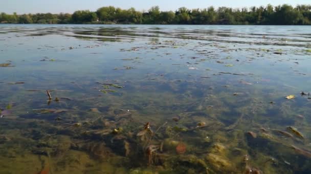 Dry Leaves Covering Muddy Bottom Lake Borkovac Serbia — Stock Video