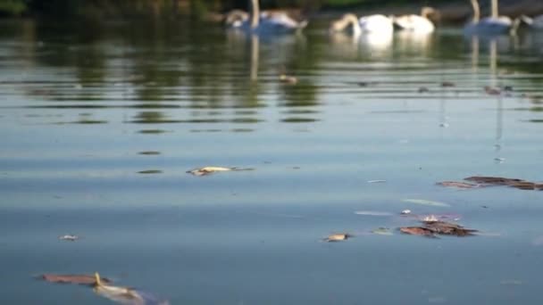 Una Famiglia Cigni Muti Pacificamente Appollaiati Lago Borkovac Serbia Estate — Video Stock