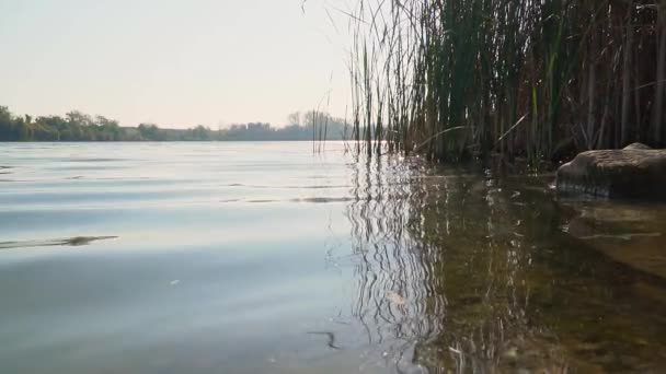 Rietvelden Kabbelend Water Van Het Borkovac Meer Servië Bij Zonsondergang — Stockvideo