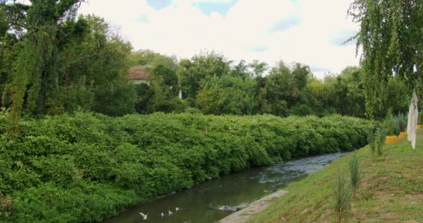 屋顶河岸上茂密的绿色灌木丛和高大的树木 上面有小鸟 — 图库视频影像