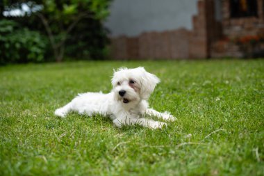 Beyaz küçük köpek güzel yeşil çimlerin üzerinde oturuyor