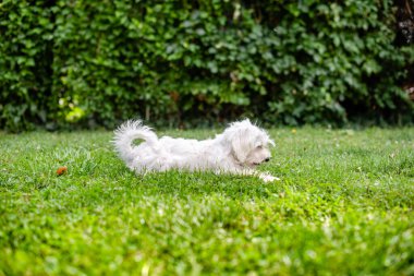Beyaz küçük köpek bahçede güzel yeşil çimlerle oynuyor.