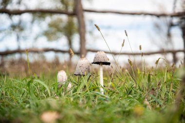 Doğa, çimenlerdeki mantar