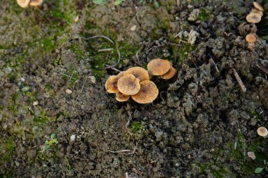 Doğada kahverengi mantar ve yosun var.