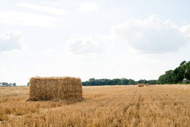 Field after harvesting wheat clipart