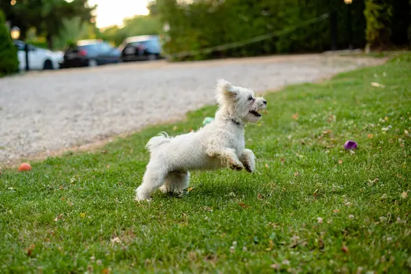 Beyaz köpek yavrusu bahçede koşuyor