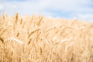Tarlada buğday filizi var. Yakın çekim.