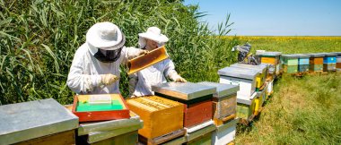 Arı yetiştiricileri koruyucu giysileriyle arı taraklarını kontrol ediyorlar.