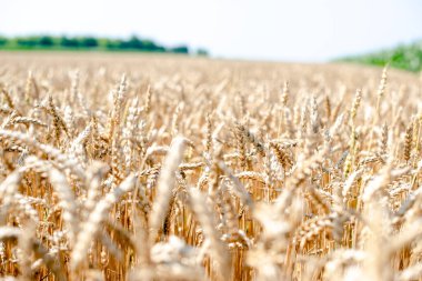 Altın renkli buğday tarlası Aydınlık bir günde