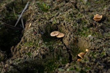 Doğada kahverengi mantar ve yosun var.
