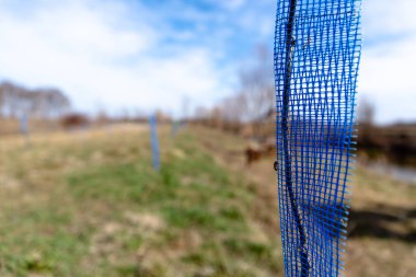 yeni bir ağaç dikme