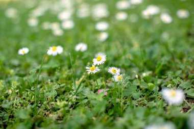 Bahar ve doğa arka plan kavramı