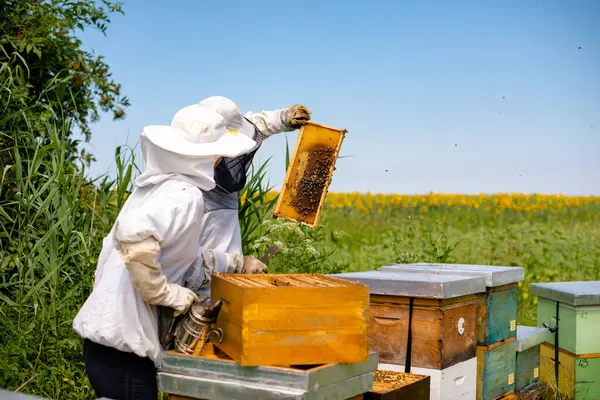 Arıcılar ayçiçeği tarlasında bal peteklerini kontrol ediyorlar.