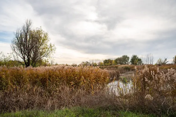 Bir nehrin manzara fotoğrafı, doğada güzel, huzurlu bir yer.