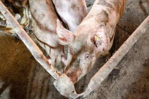 Ahırda kirli domuzlar
