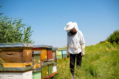 Kız arı yetiştiricisi arı çiftliğini kontrol ediyor.