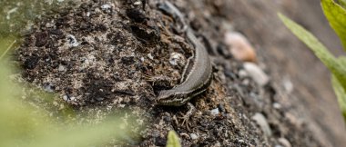 Güneşli bir günde, kayanın üstünde bir kertenkele. Yakın çekim fotoğrafı. Vahşi yaşam. Doğa