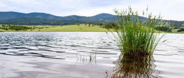 Çimenler suya. Nehir kenarında güzel, huzurlu bir yer.