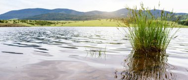 Çimenler suya. Nehir kenarında güzel, huzurlu bir yer.