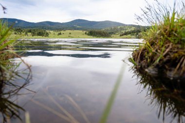 Çimenler suya. Nehir kenarında güzel, huzurlu bir yer.