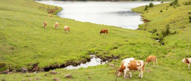 Dağların ve nehirde yürüyen ineklerin güzel manzarası.