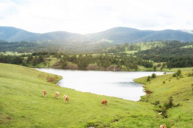 Nehrin kenarında duran bir ineğin ve dağların güzel manzarası.