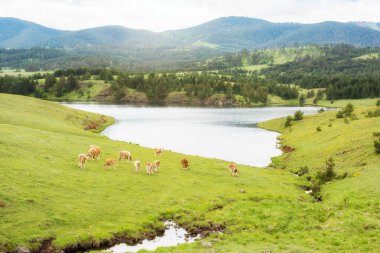 Çimlerin üzerinde bir ineğin portresi. Dağdaki güzel yeşil tarla