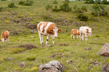 Güzel yeşil bir çayırda kahverengi bir ineğin manzara fotoğrafı.