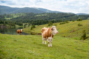 Dağdaki güzel yeşil bir otlağın manzara fotoğrafı. Özgür hayvanlar