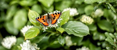 Beyaz çiçekte turuncu kanatlı güzel kelebek. Fotoğrafı kapat.