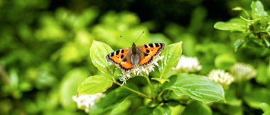 Çiçeğin üzerinde turuncu kanatları olan güzel kelebek. Yeşil arkaplan
