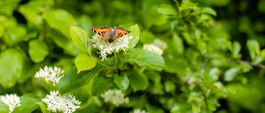 Doğada turuncu kanatları olan güzel kelebek.