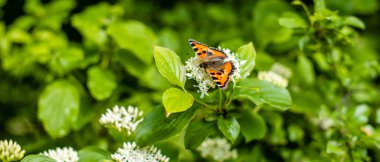Doğada turuncu kanatlı güzel Kelebek. Yaklaş.