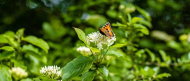 Doğada turuncu kanatları olan güzel kelebek.