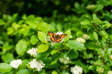 Çiçeğin üzerinde turuncu kanatları olan güzel kelebek. Fotoğrafı kapat.