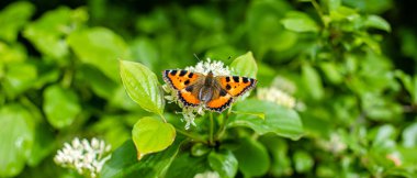Çiçeğin üzerinde turuncu kanatları olan güzel kelebek.