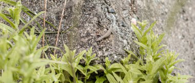 Güneşli bir günde, kayanın üstünde bir kertenkele. Yakın çekim fotoğrafı. Vahşi yaşam. Doğa