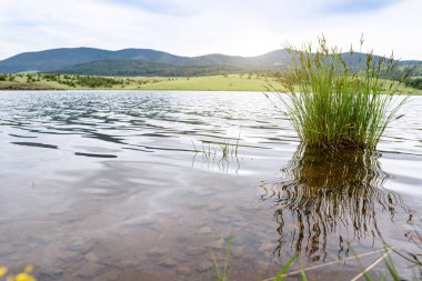 Çimenler suya. Nehir kenarında güzel, huzurlu bir yer.
