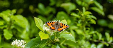 Çiçeğin üzerinde turuncu kanatları olan güzel kelebek. Fotoğrafı kapat.