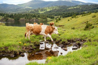 Suyun kenarında bir ineğin manzara fotoğrafı. Dağdaki güzel yeşil tarla. Yaz zamanı.