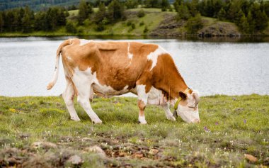 Nehir kenarında bir inek portresi. Dağdaki güzel yeşil tarla